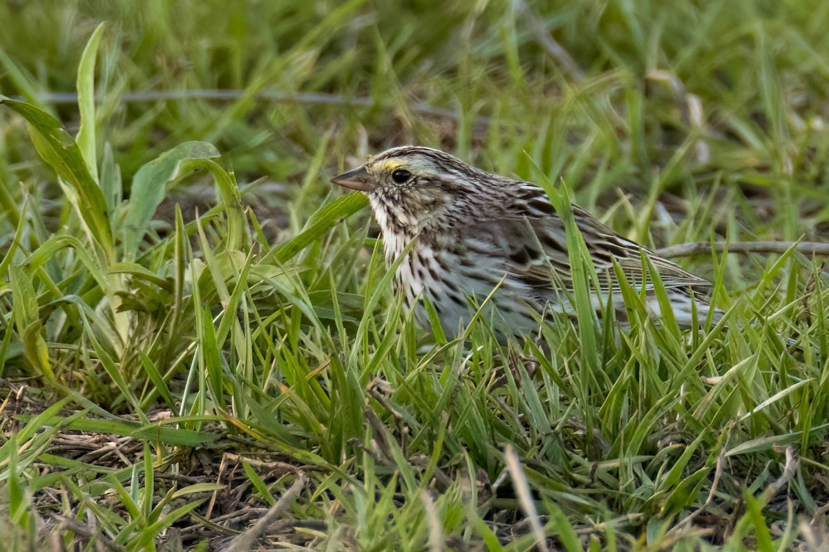 Savannah Sparrow - James Davis