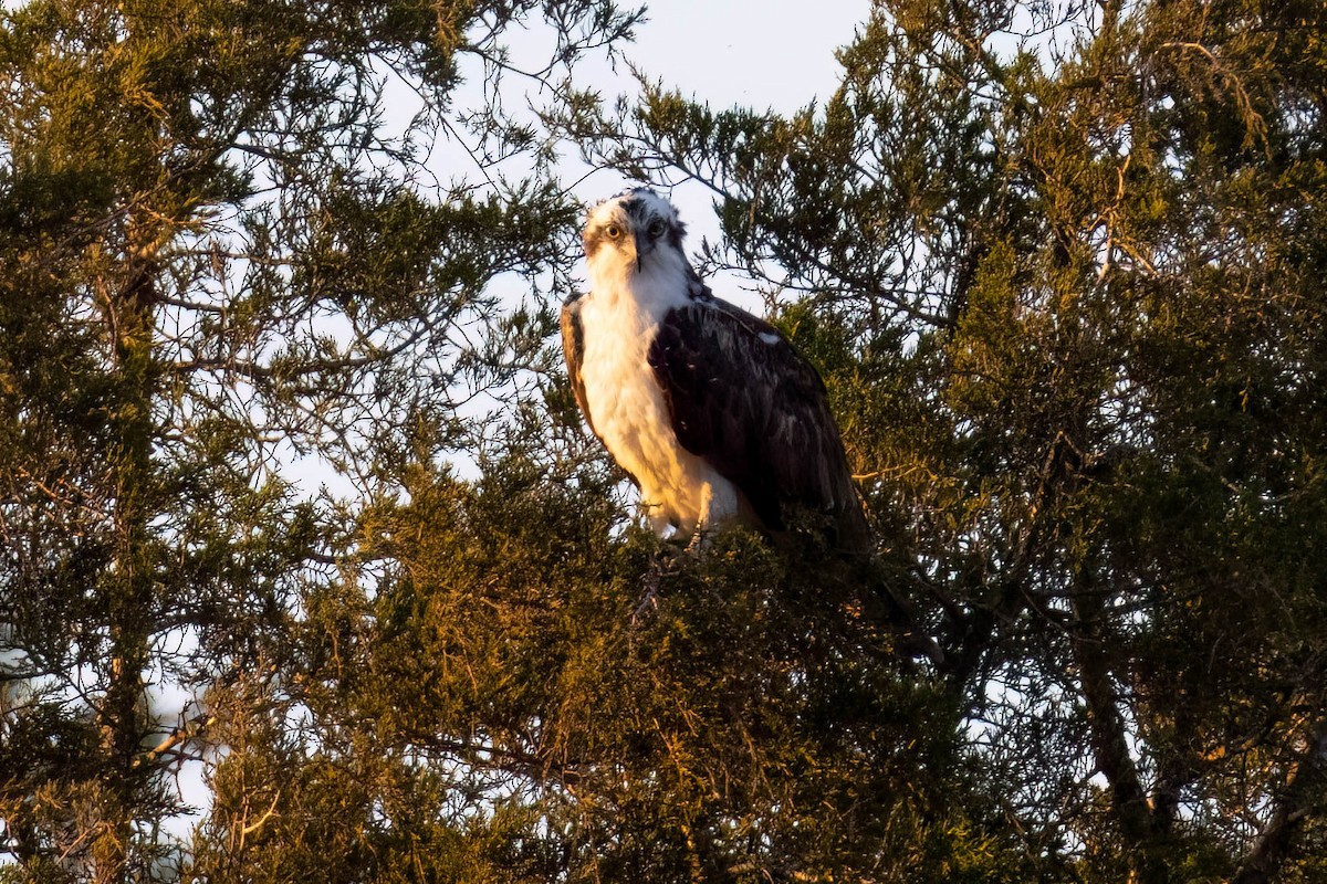 Balbuzard pêcheur - ML560935791