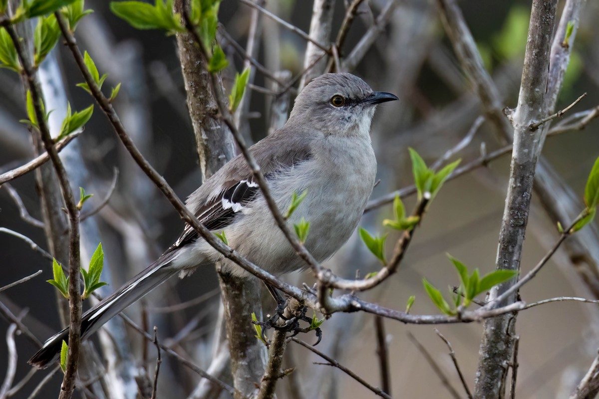 Northern Mockingbird - ML560935821