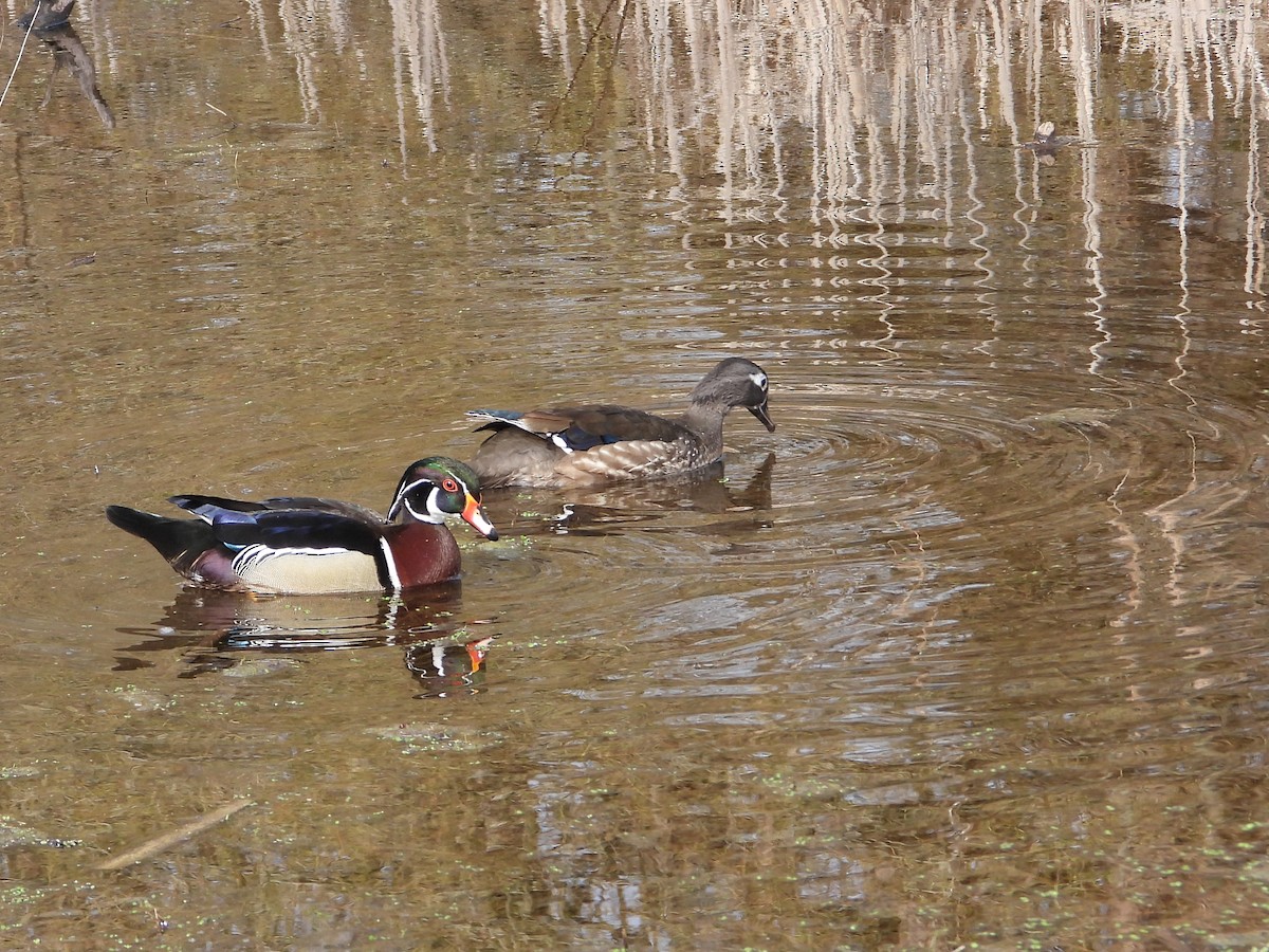 Wood Duck - ML560936751