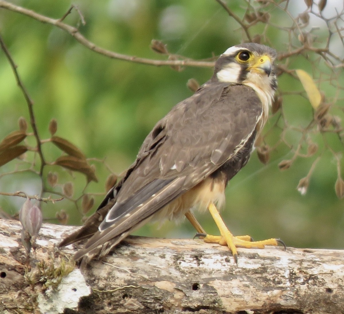 Aplomado Falcon - ML560939421