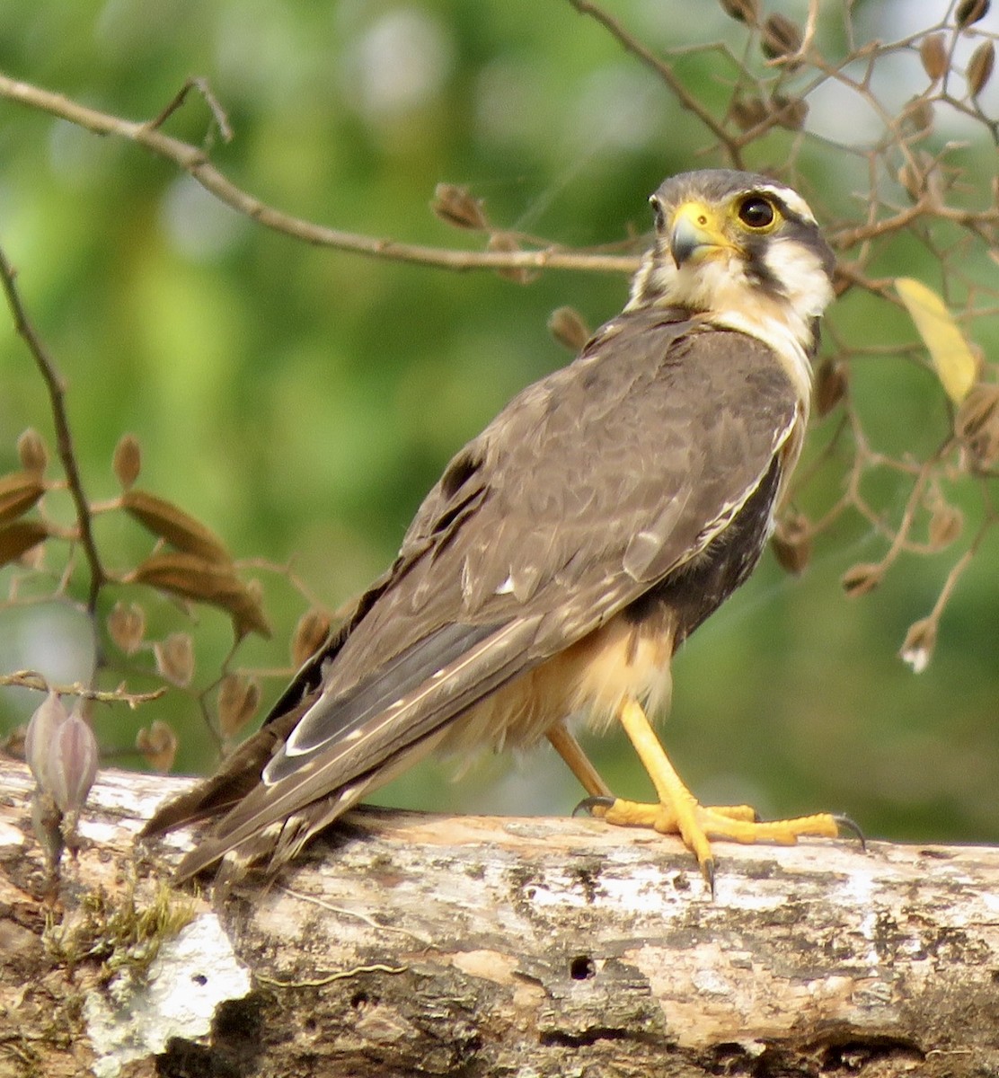 Aplomado Falcon - Carlos Sanguinetti