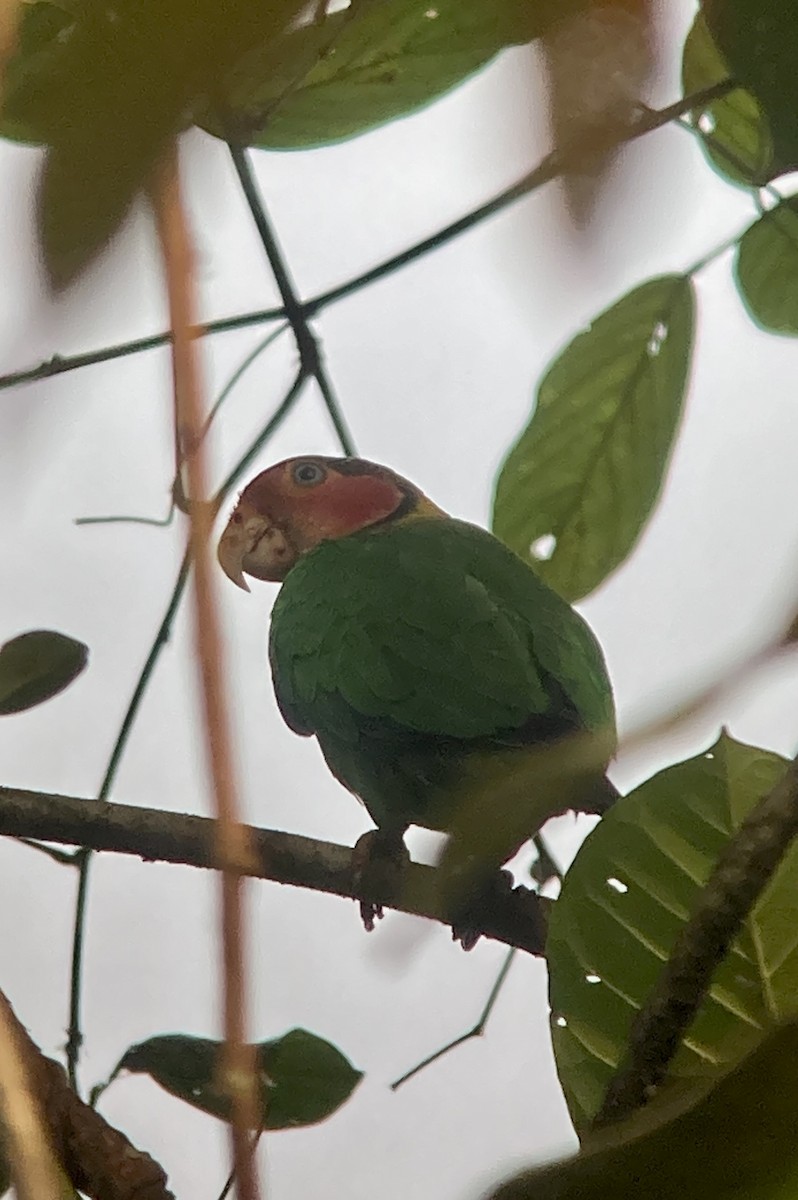 Rose-faced Parrot - ML560939961