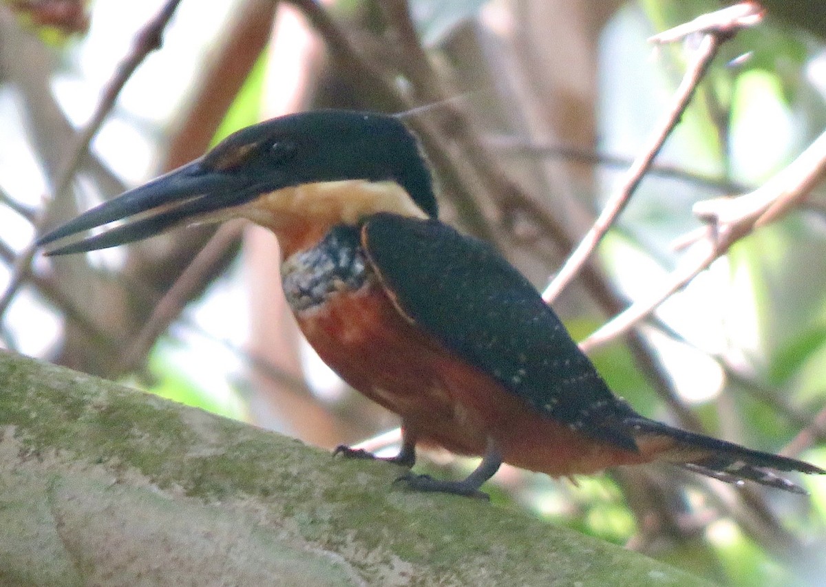 Green-and-rufous Kingfisher - Carlos Sanguinetti