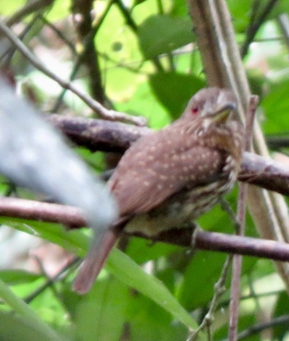 White-whiskered Puffbird - ML560940771