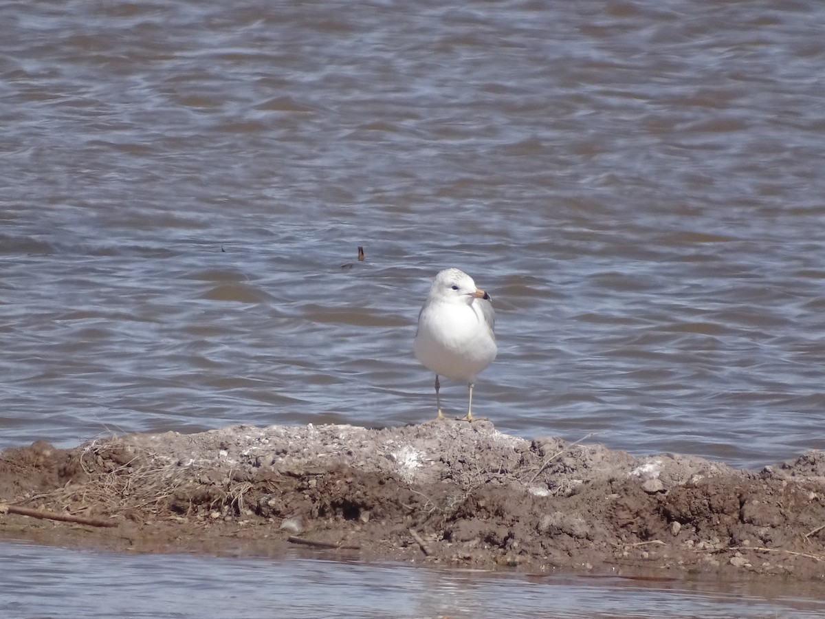 Ring-billed Gull - ML560941001