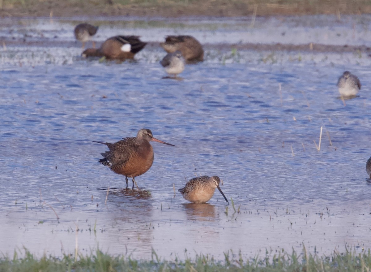 Hudsonian Godwit - ML560941531