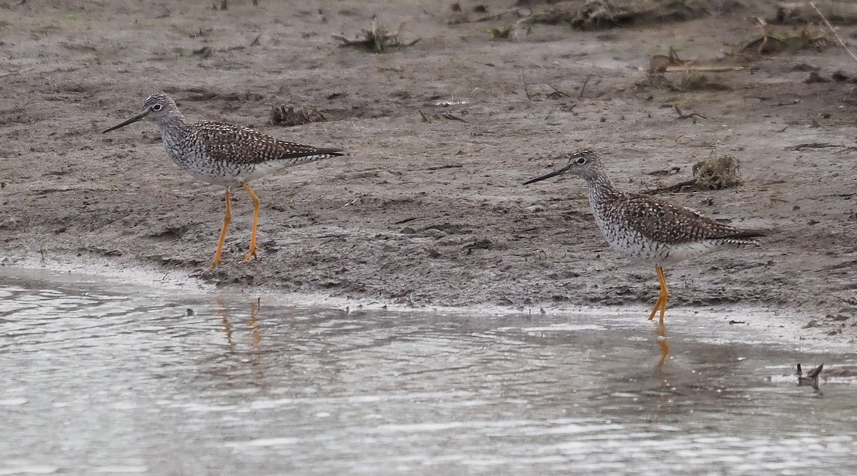 Greater Yellowlegs - Gordon Johnston