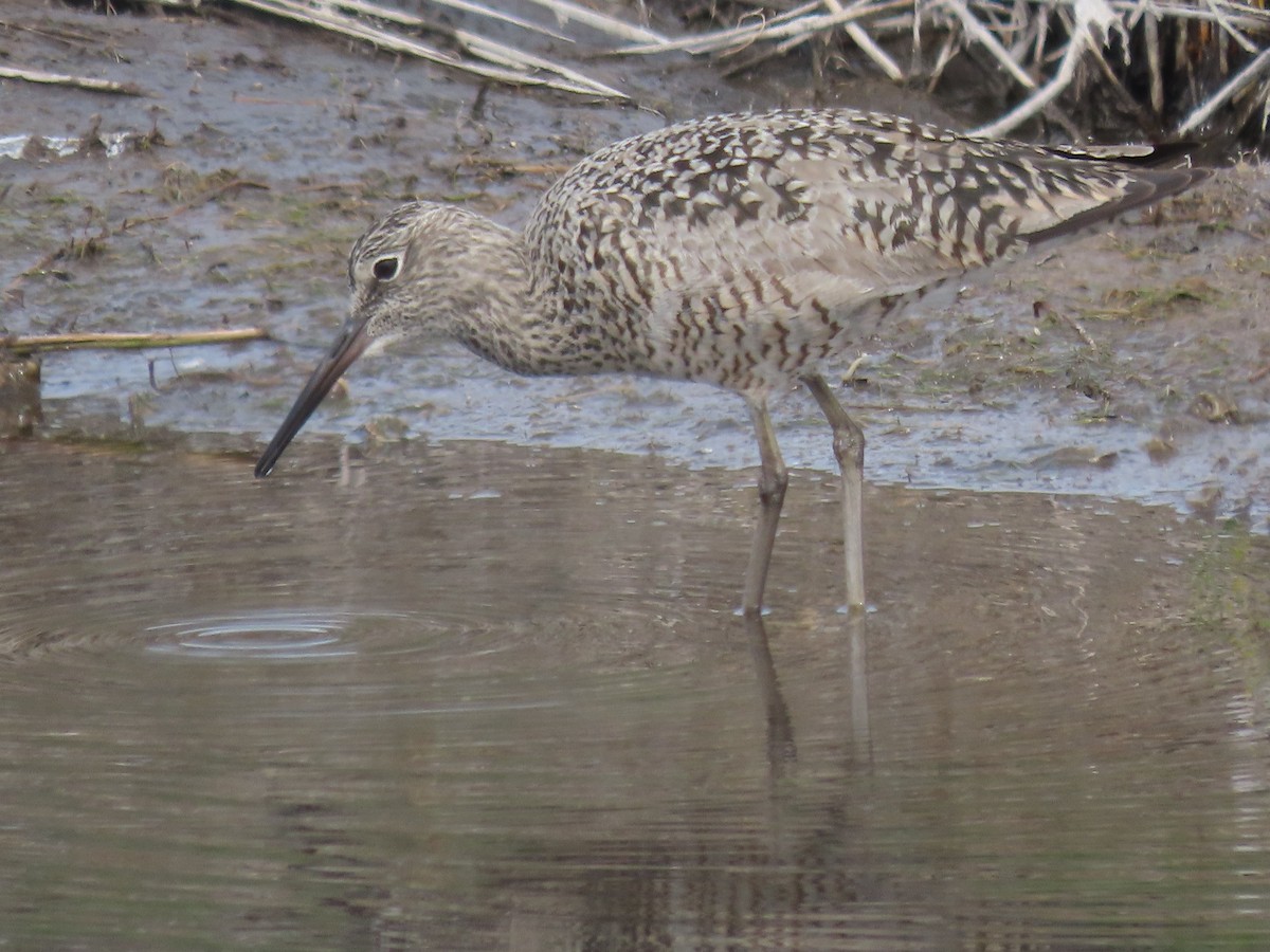 Willet - Eric Ongman