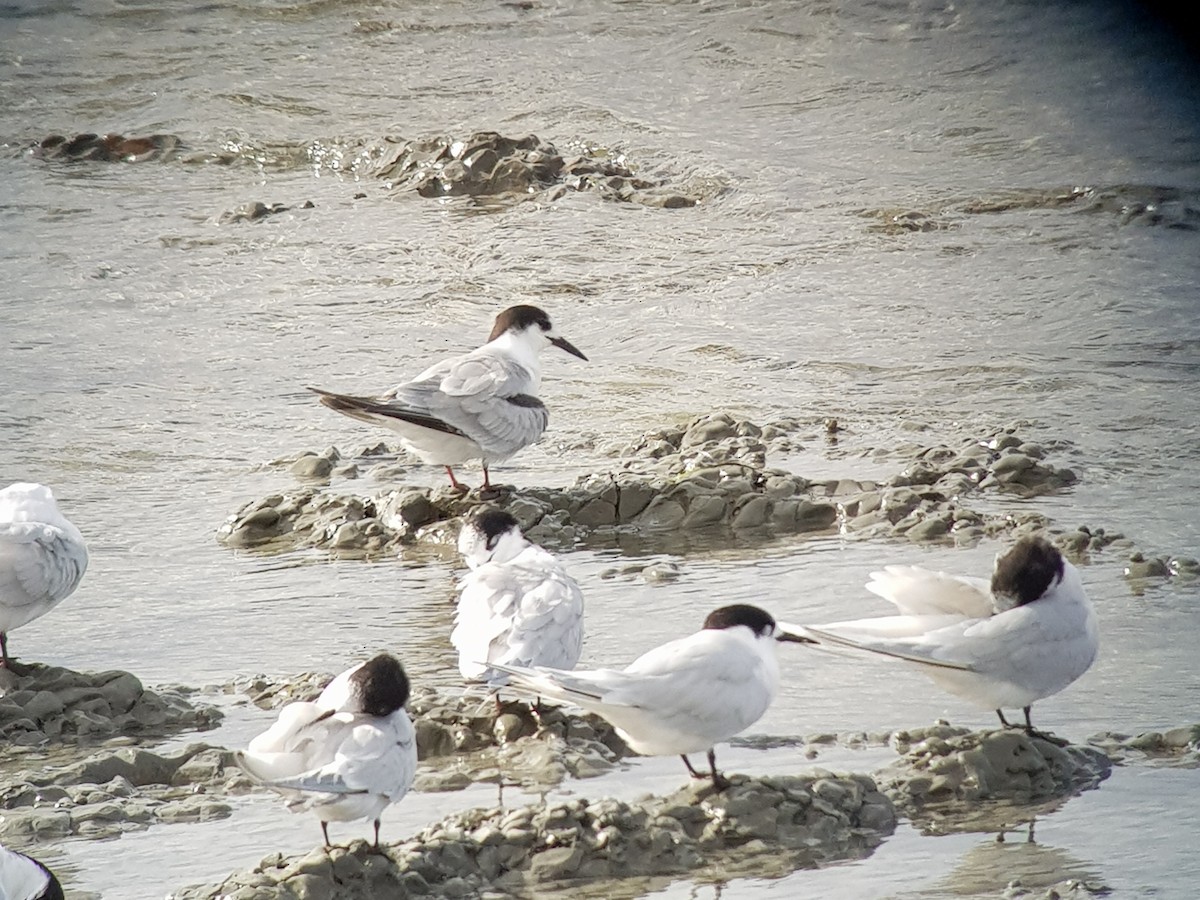 Эгэл хараалай - ML560943881