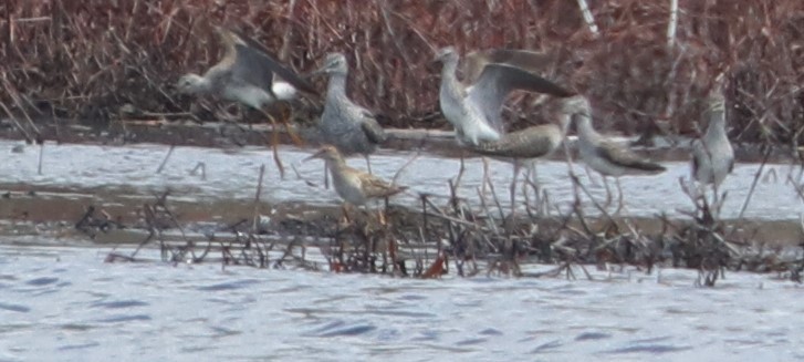 Graubrust-Strandläufer - ML560946451