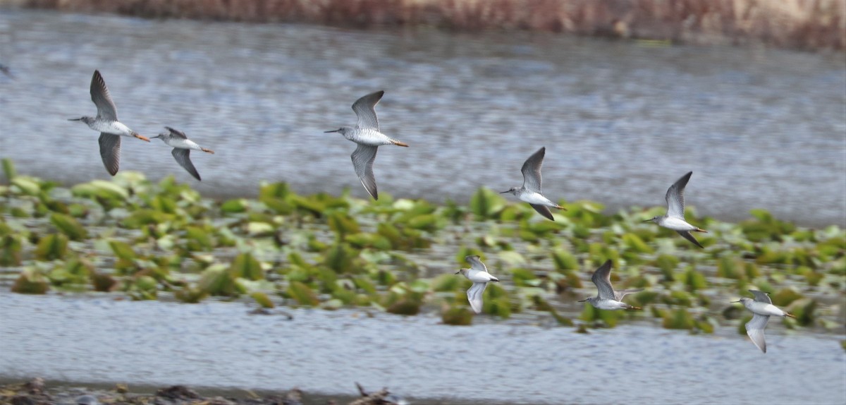 Greater Yellowlegs - ML560947011