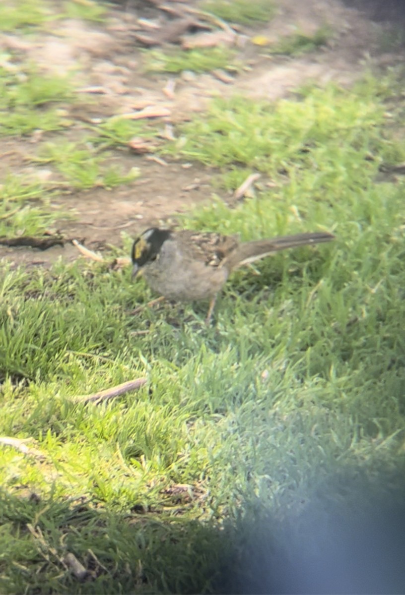 Golden-crowned Sparrow - ML560947701