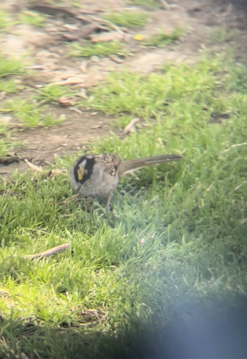 Golden-crowned Sparrow - ML560947721