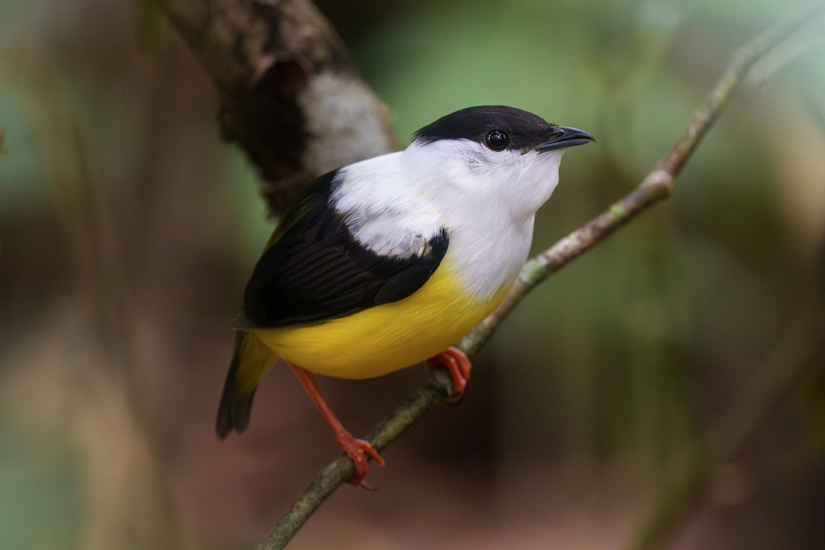 White-collared Manakin - Jeff Hapeman