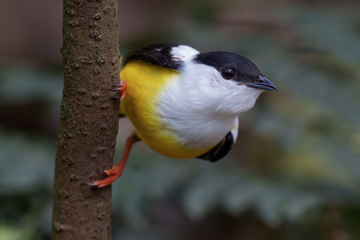 White-collared Manakin - Jeff Hapeman