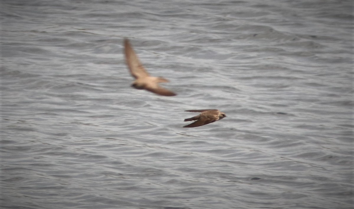 Northern Rough-winged Swallow - ML560948061