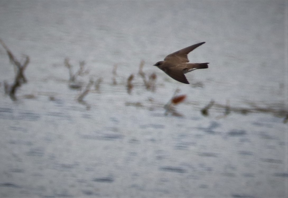 Northern Rough-winged Swallow - Matthew Valencic