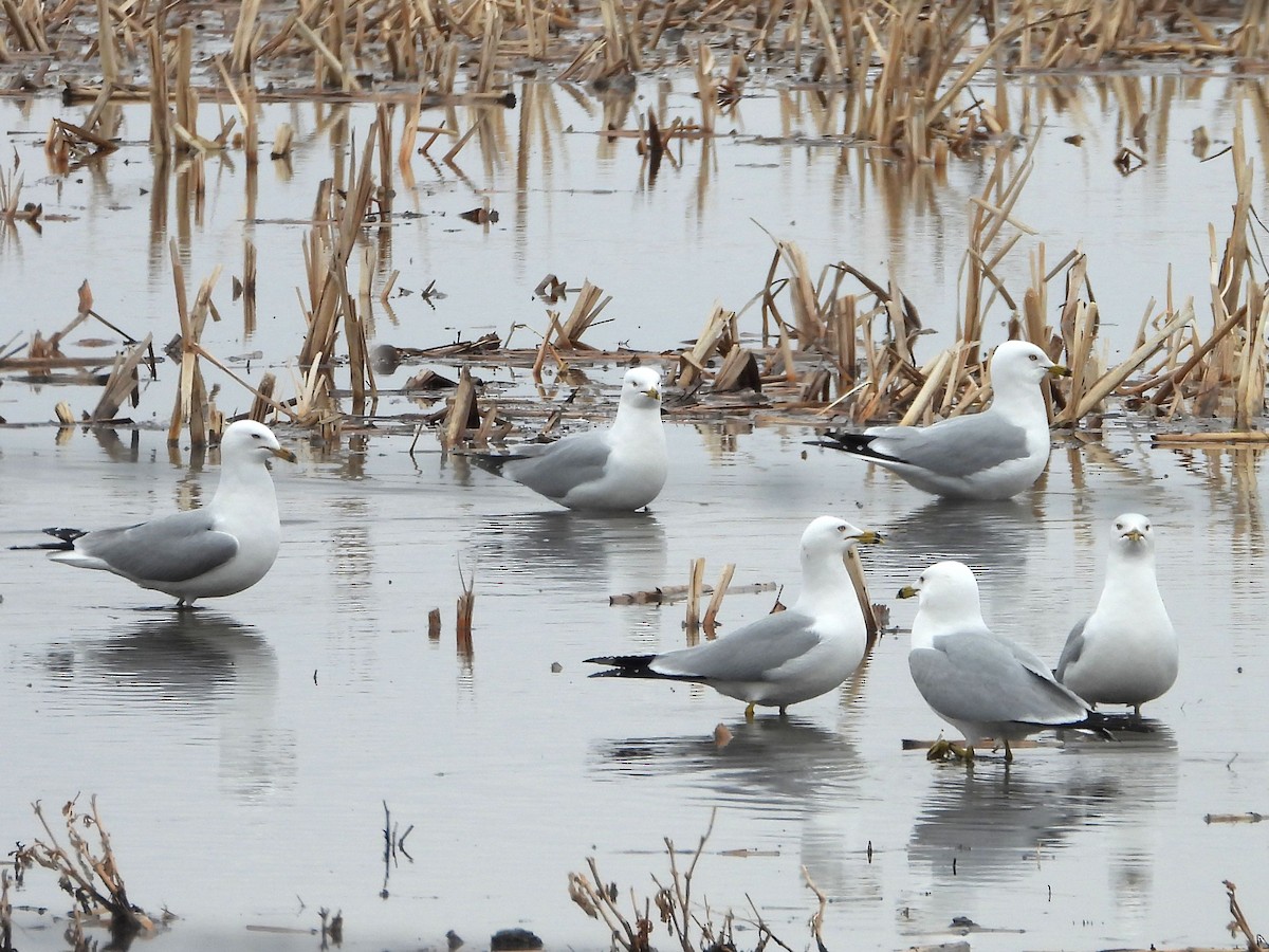 Ring-billed Gull - ML560948741