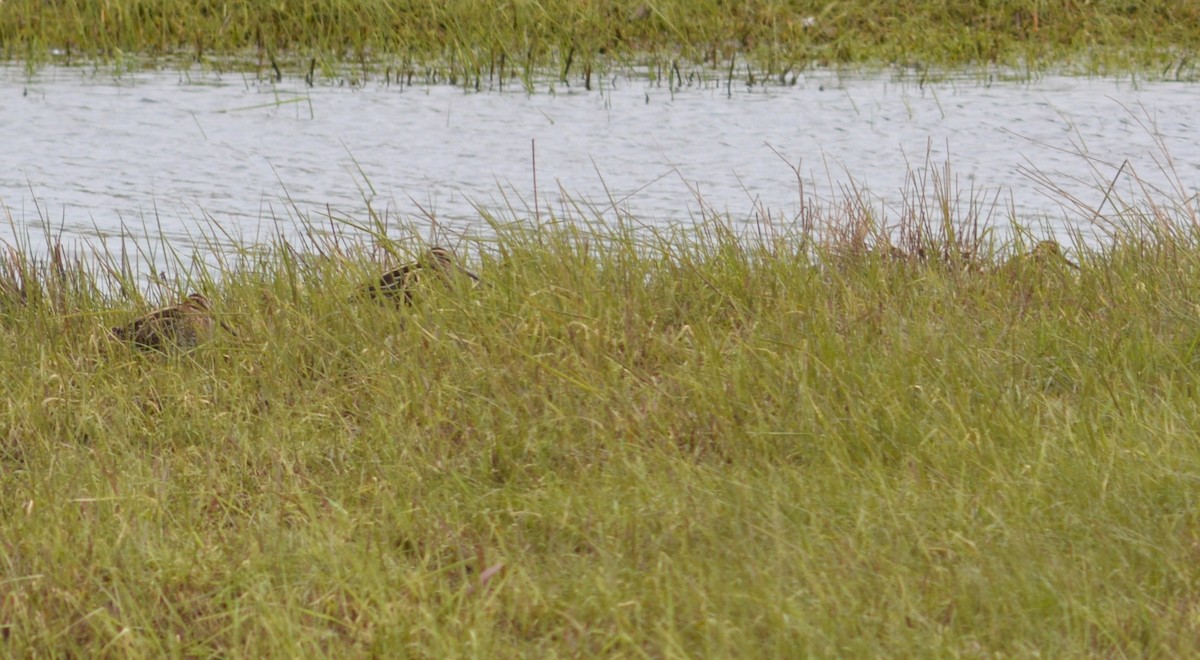 Wilson's Snipe - ML560951221