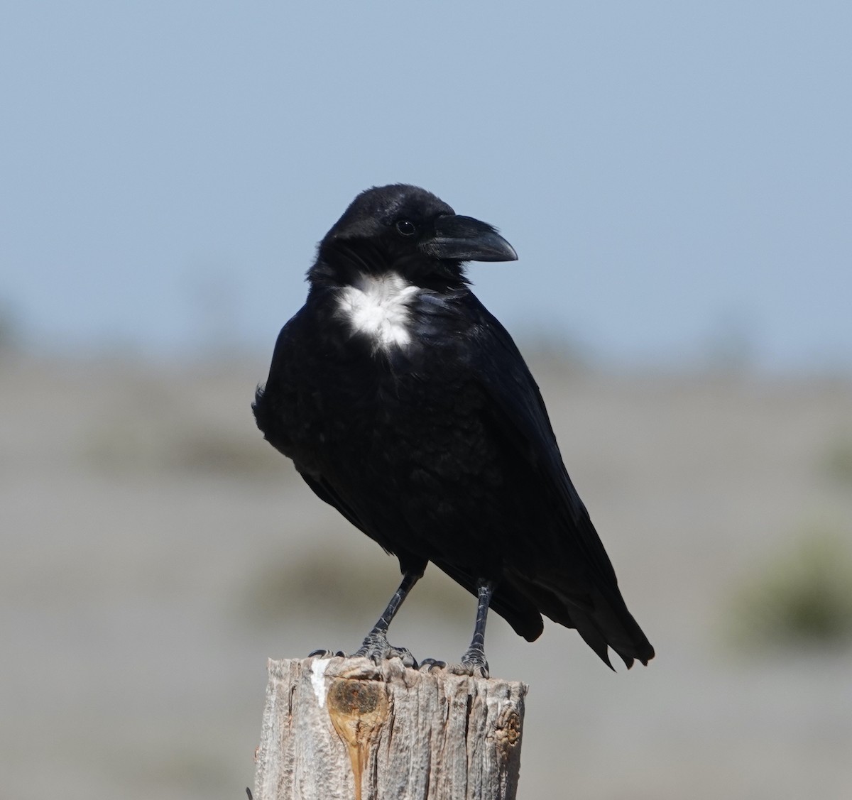 Chihuahuan Raven - ML560951321