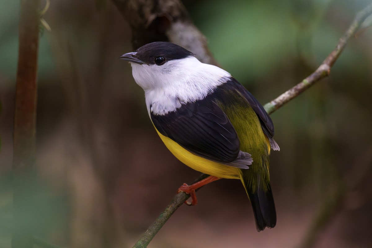 White-collared Manakin - Jeff Hapeman