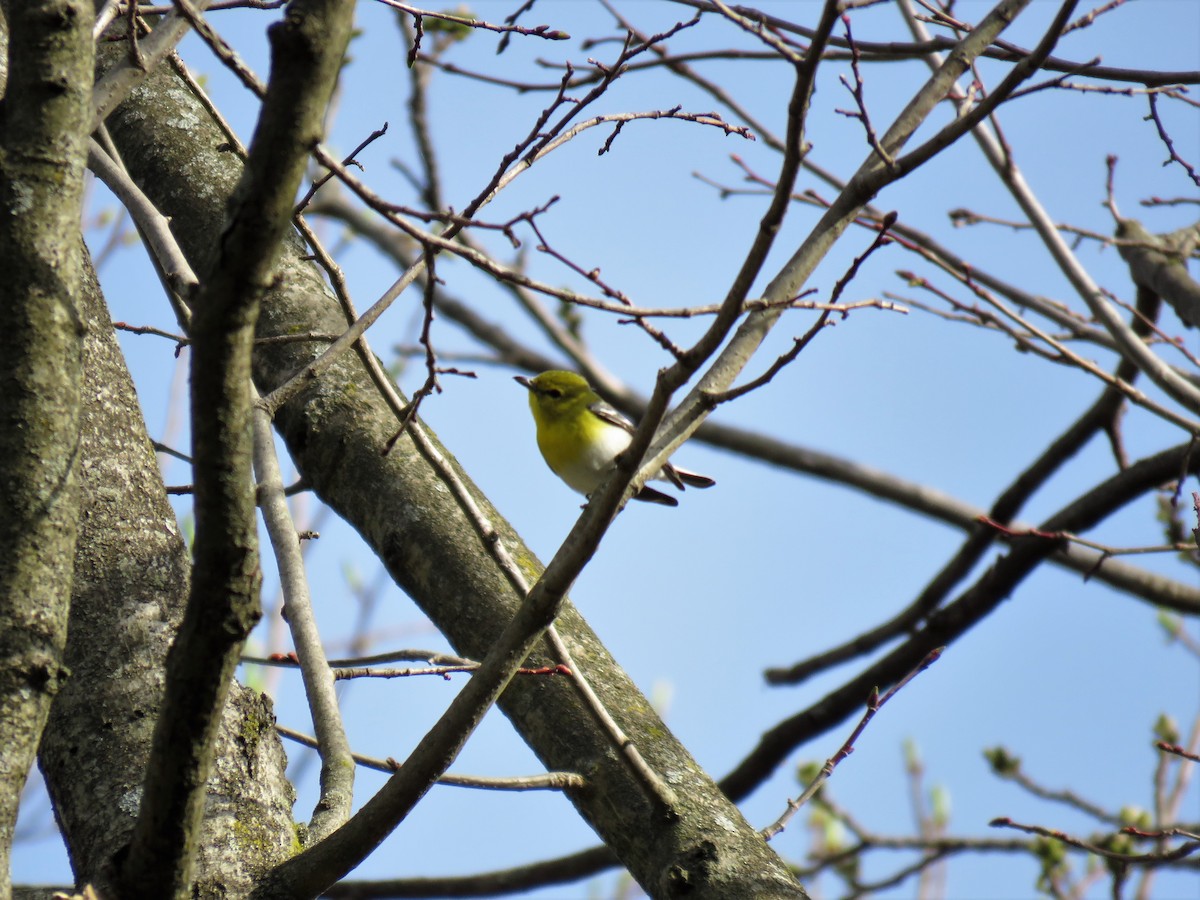 Gelbkehlvireo - ML56095241