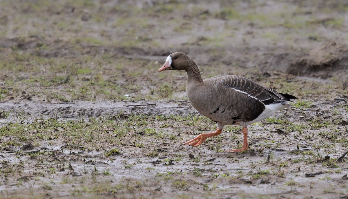 Greater White-fronted Goose - ML560952731
