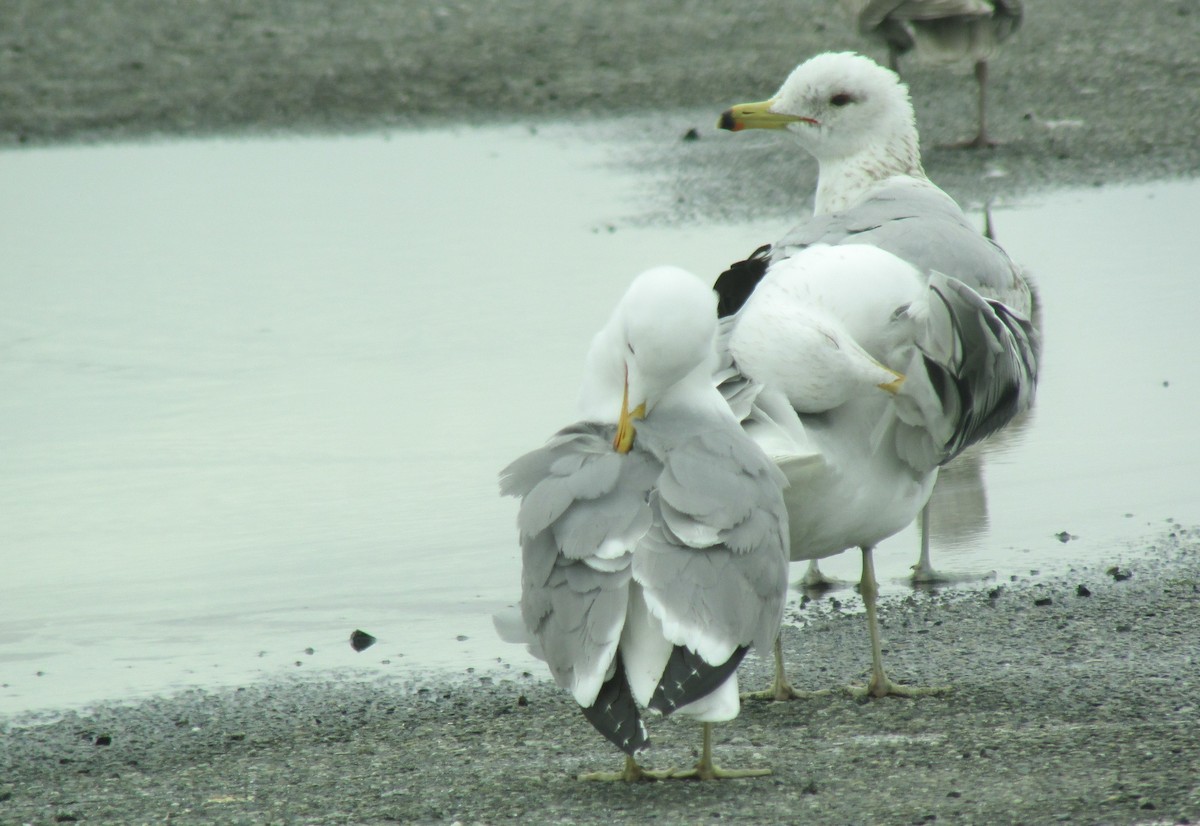 California Gull - ML560952751