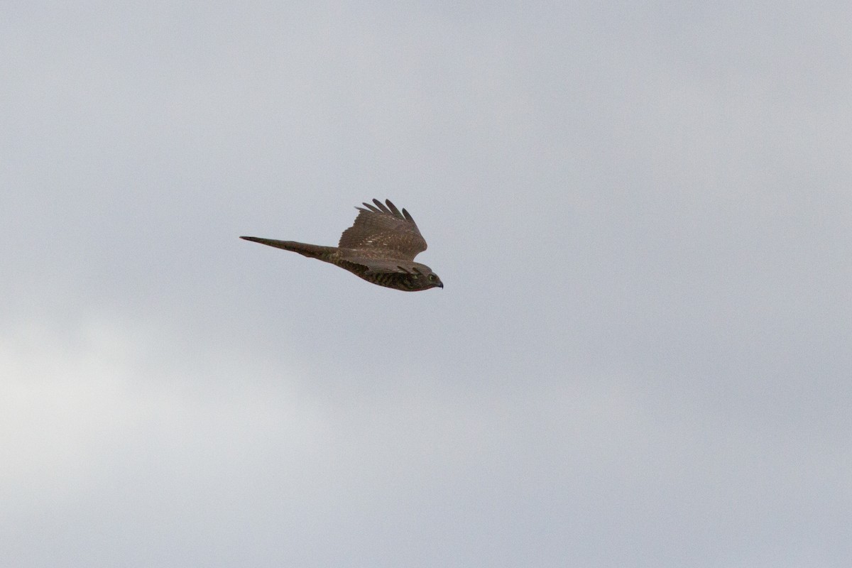 Brown Goshawk - Greg McLachlan