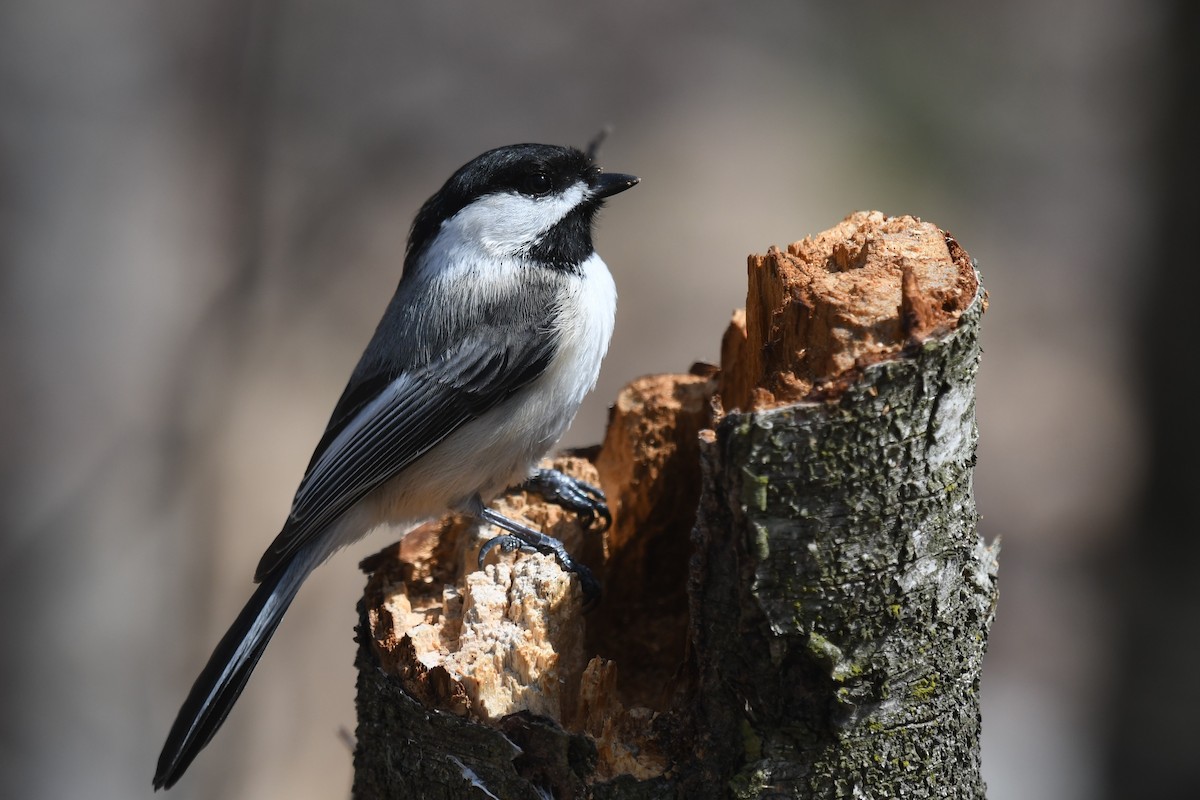 Black-capped Chickadee - ML560954131