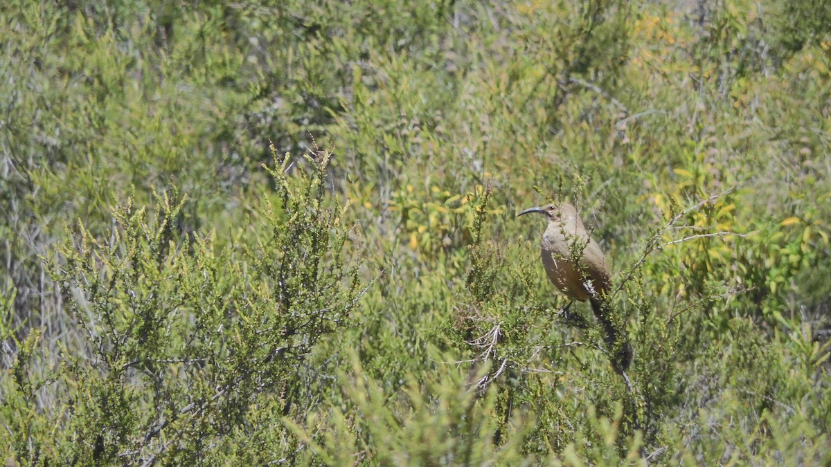 California Thrasher - ML560956821