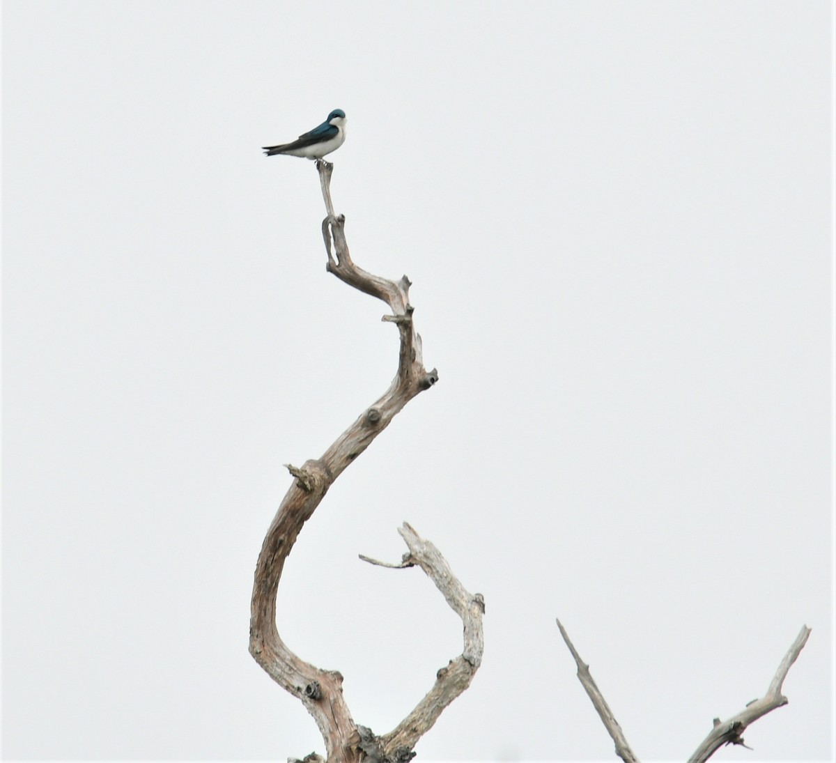 Tree Swallow - MJ Heatherington