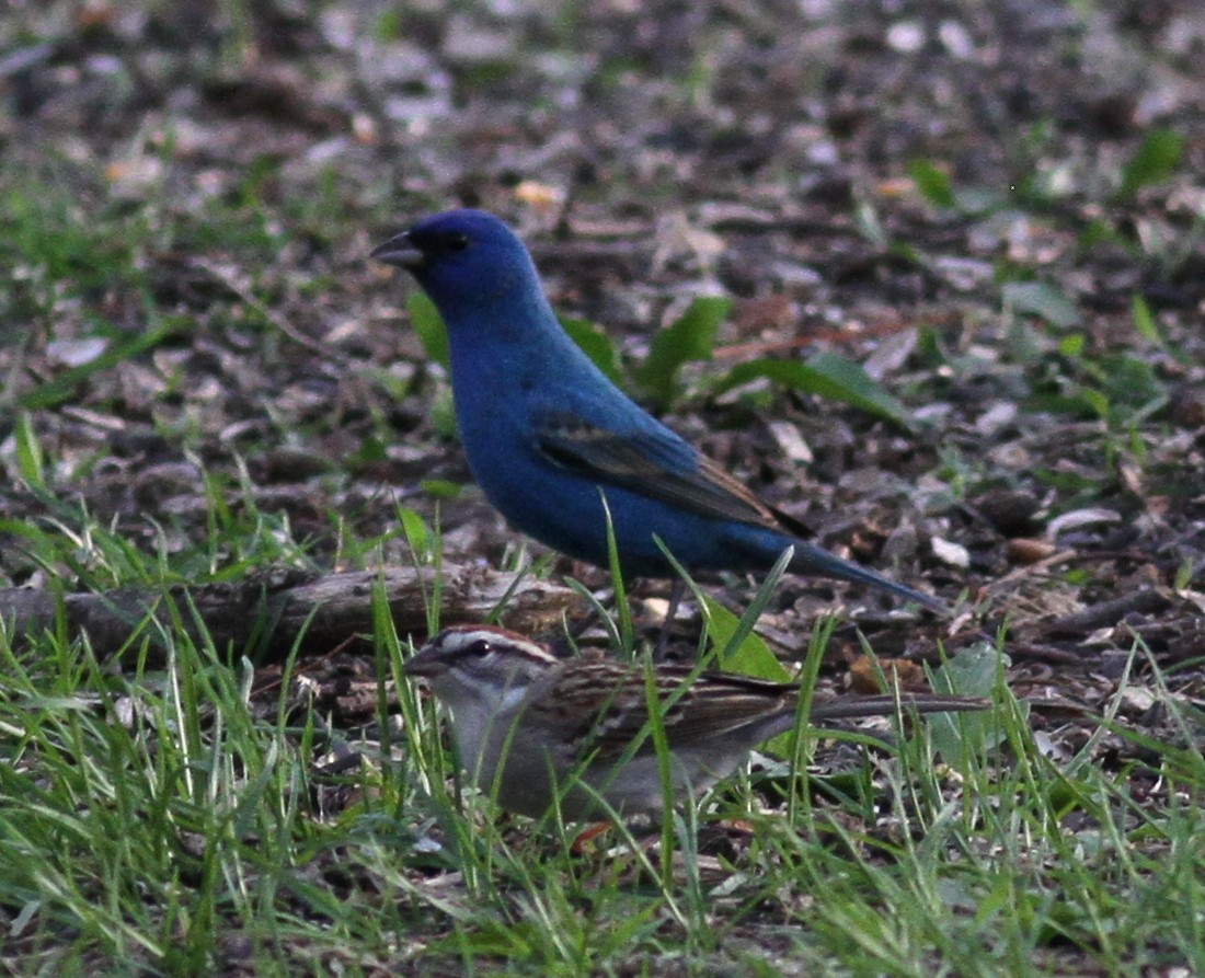 Indigo Bunting - ML56095961
