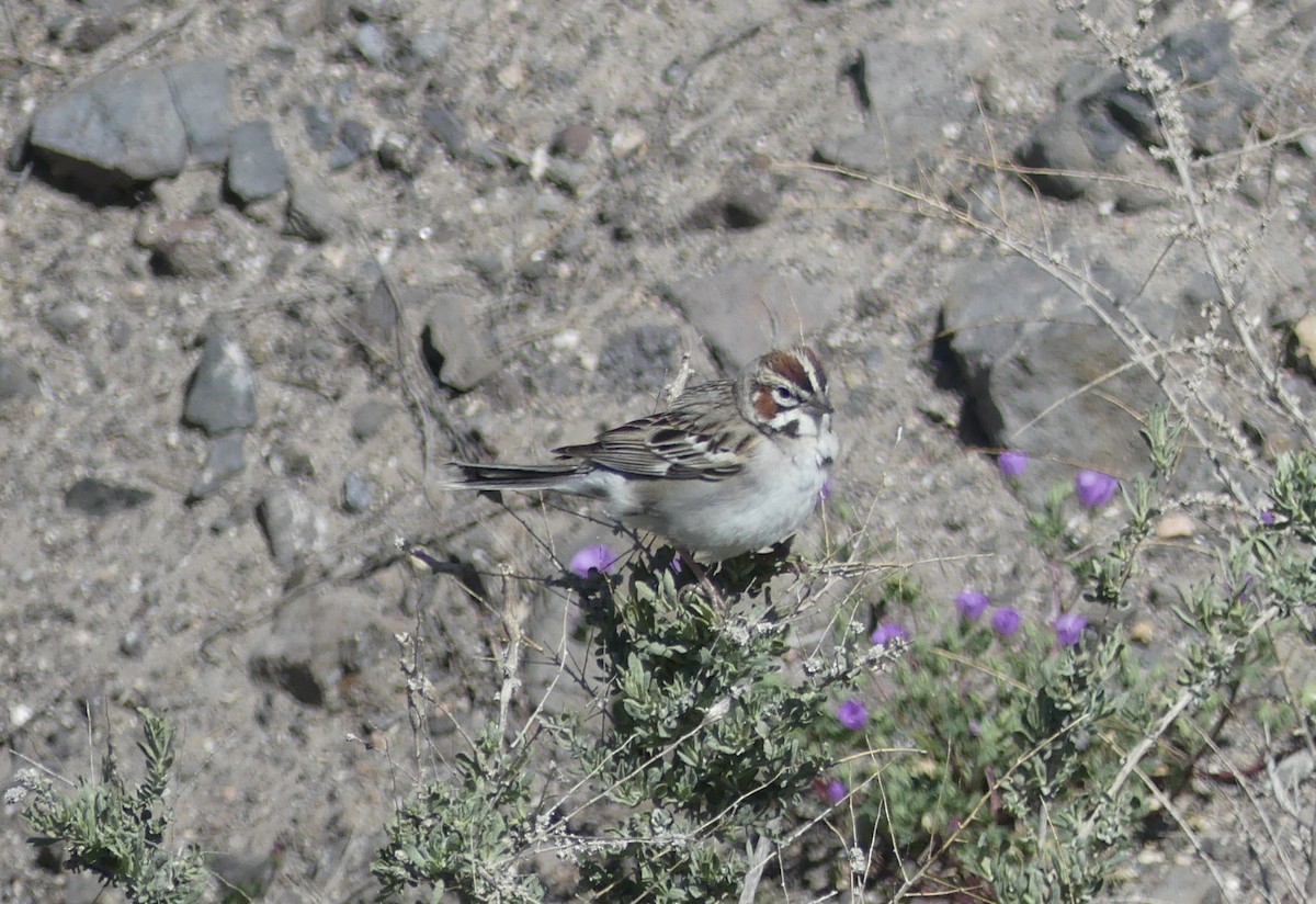 Lark Sparrow - ML560959611