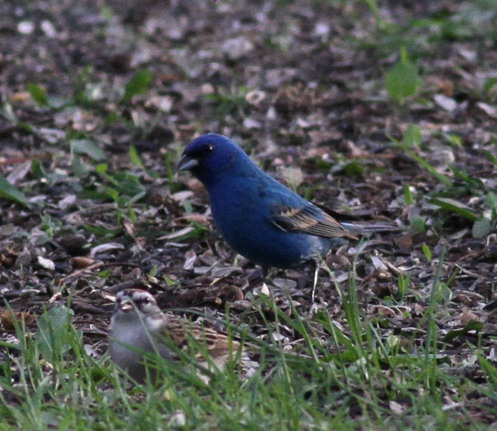 Indigo Bunting - ML56095971