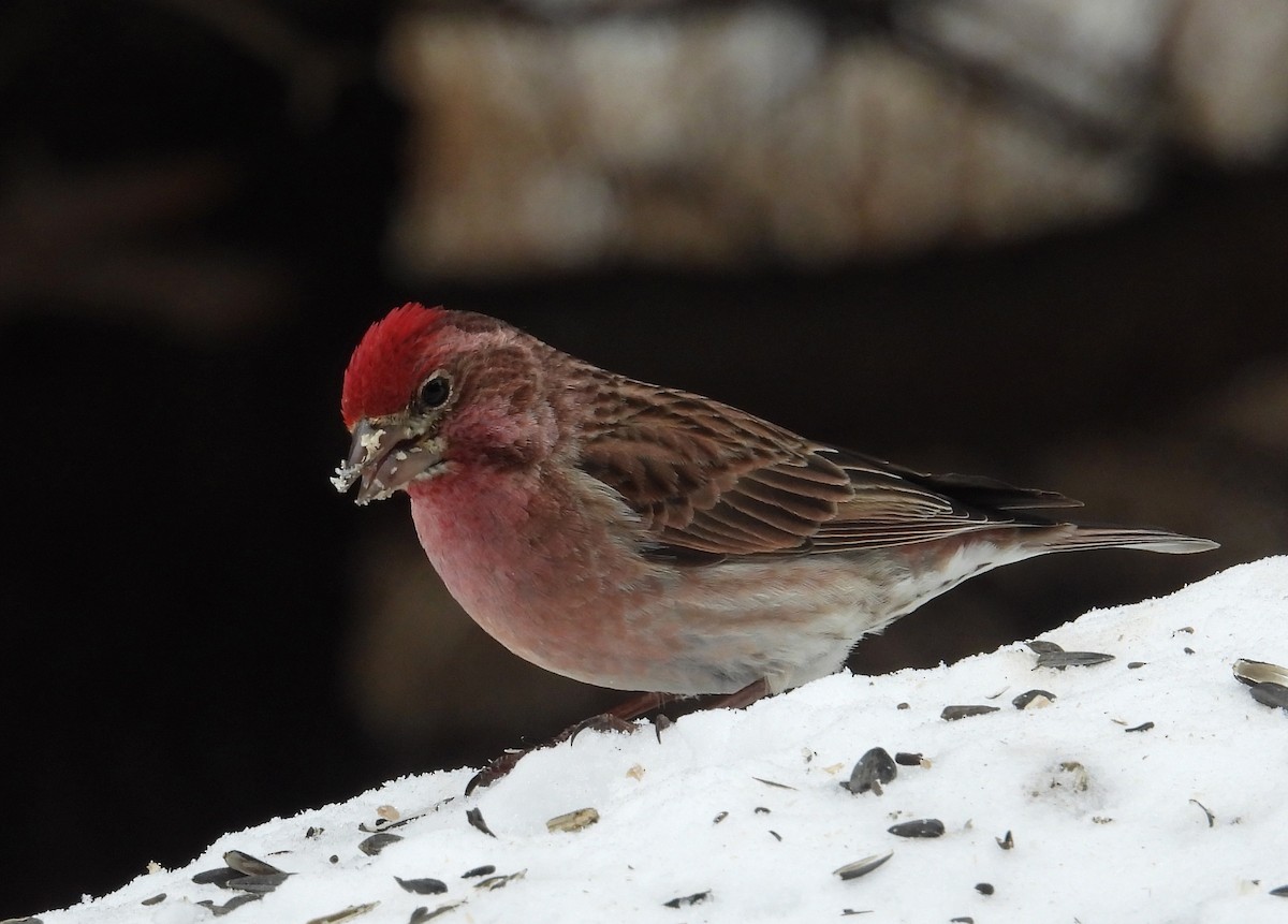 Cassin's Finch - Tresa Moulton