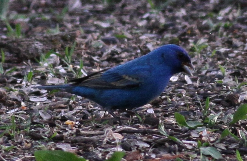 Indigo Bunting - ML56096021