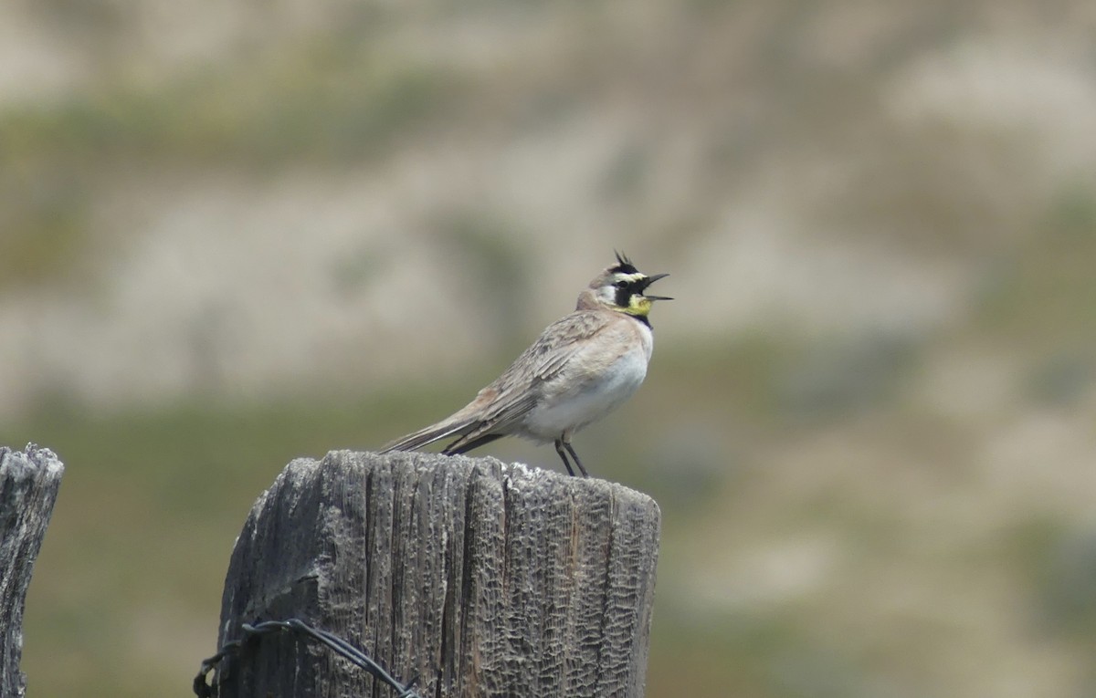 Horned Lark - Cédric Duhalde