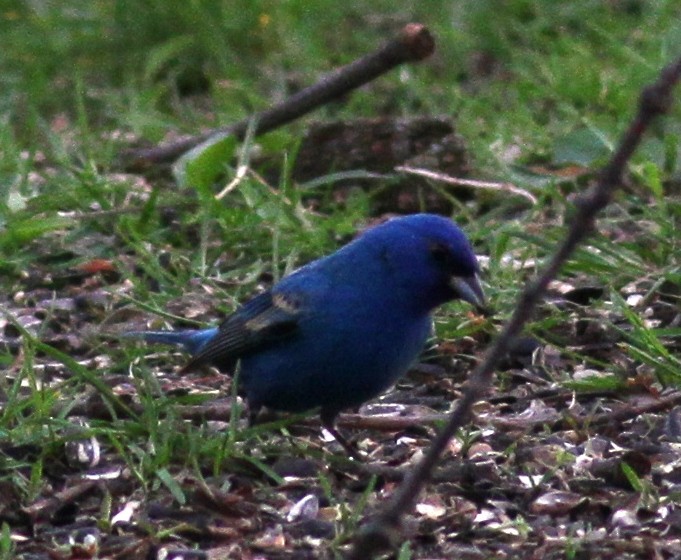 Indigo Bunting - ML56096041