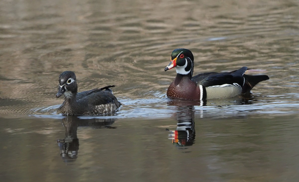 Wood Duck - ML560960451