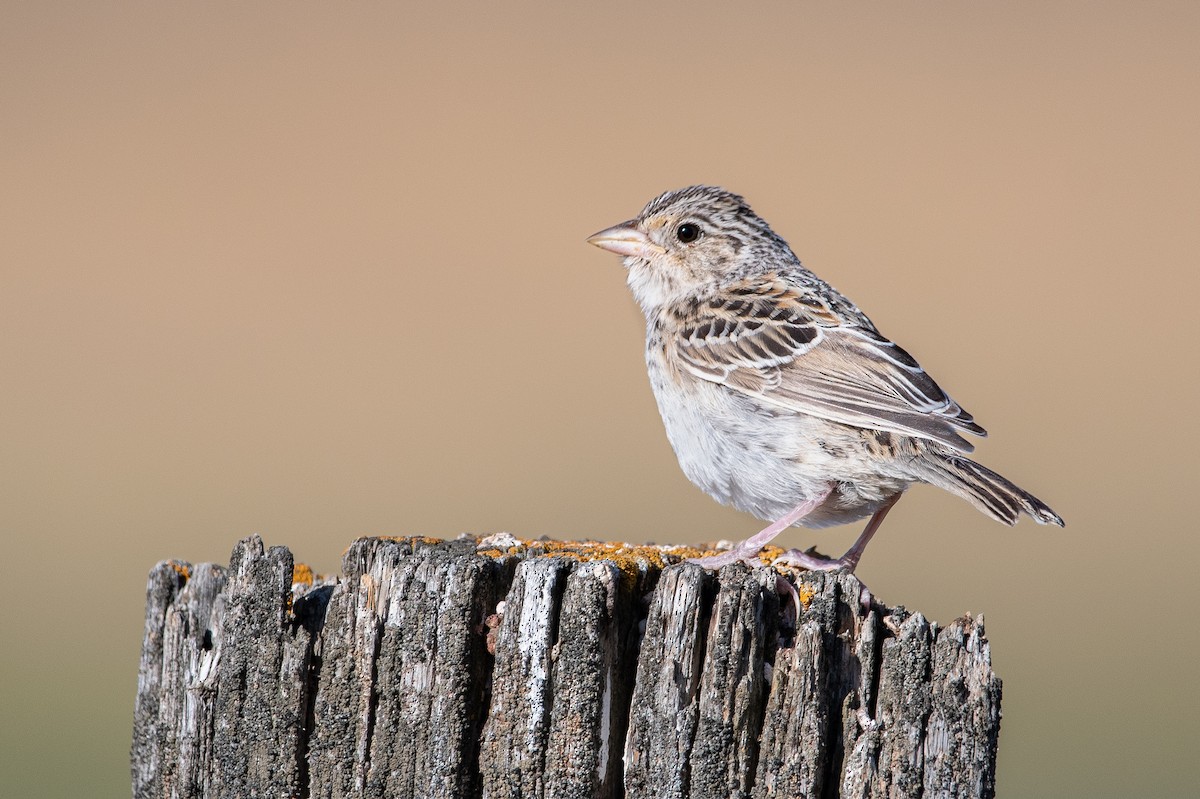 Grasshopper Sparrow - ML560962761