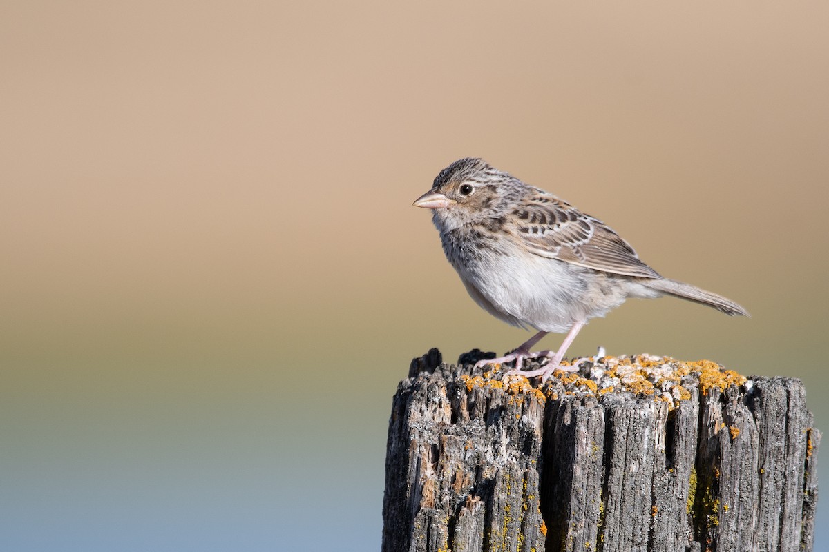 Grasshopper Sparrow - Mason Maron