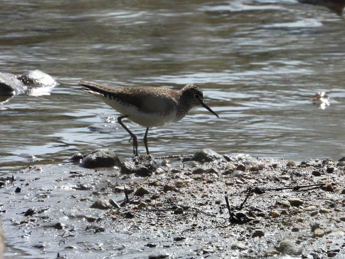 Solitary Sandpiper - ML560964691