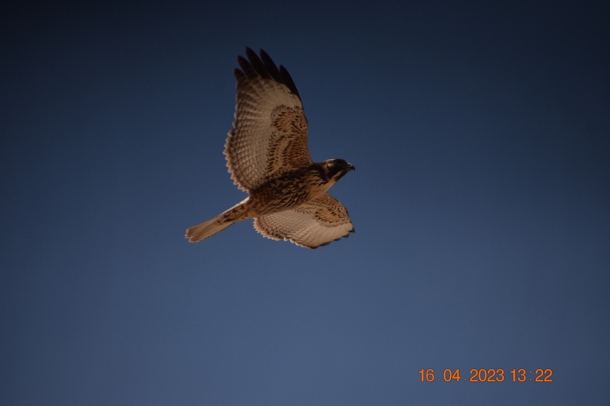 Variable Hawk - ML560965631