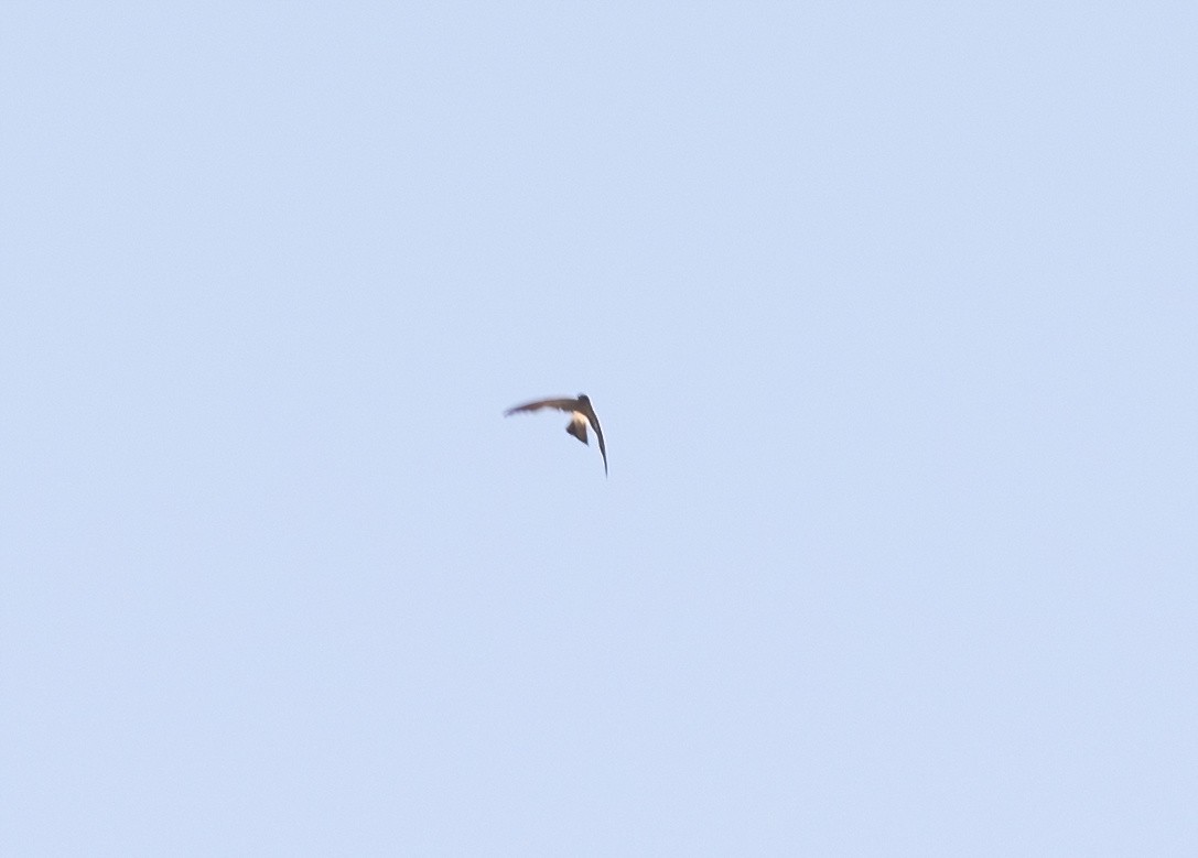 White-breasted Woodswallow - Robert Bochenek