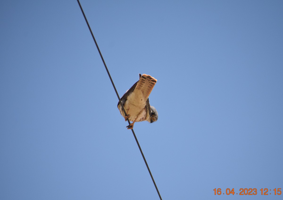 American Kestrel - ML560965871