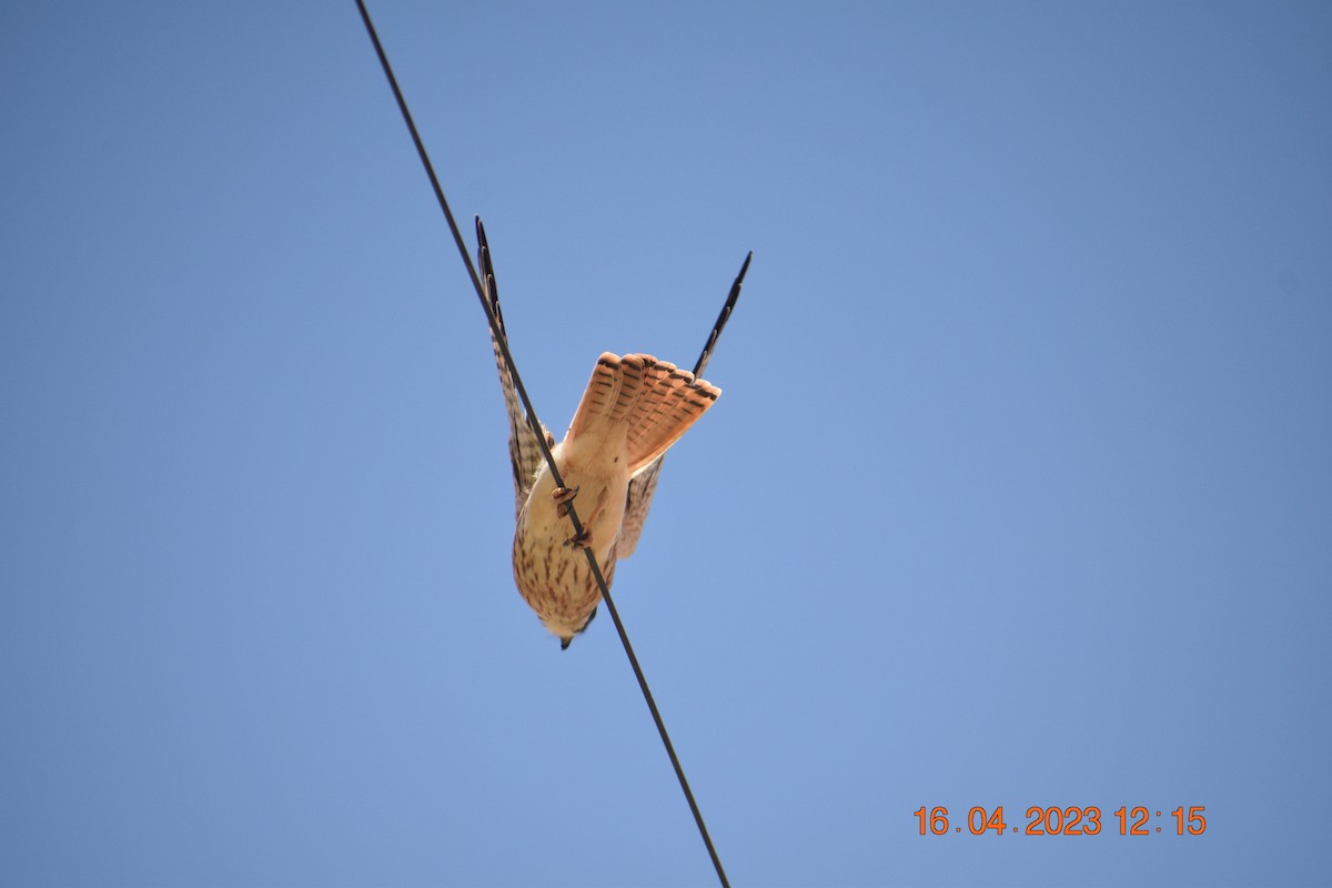 American Kestrel - ML560965881