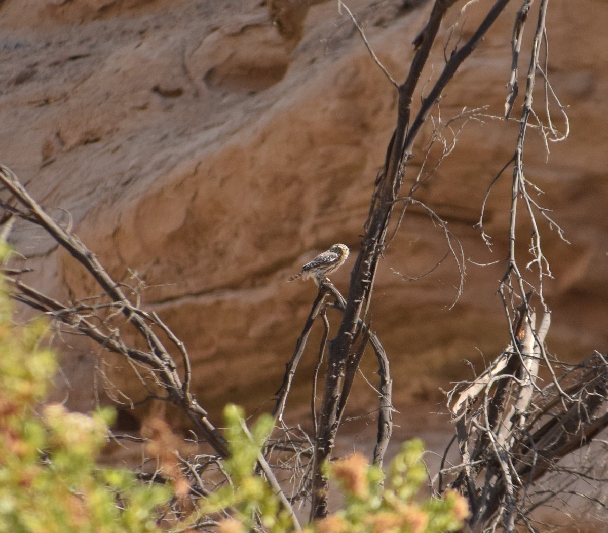Peruvian Pygmy-Owl - ML560966341