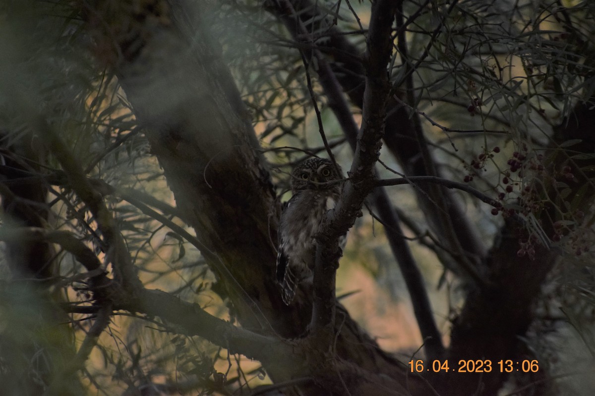 Peruvian Pygmy-Owl - ML560966351